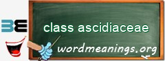 WordMeaning blackboard for class ascidiaceae